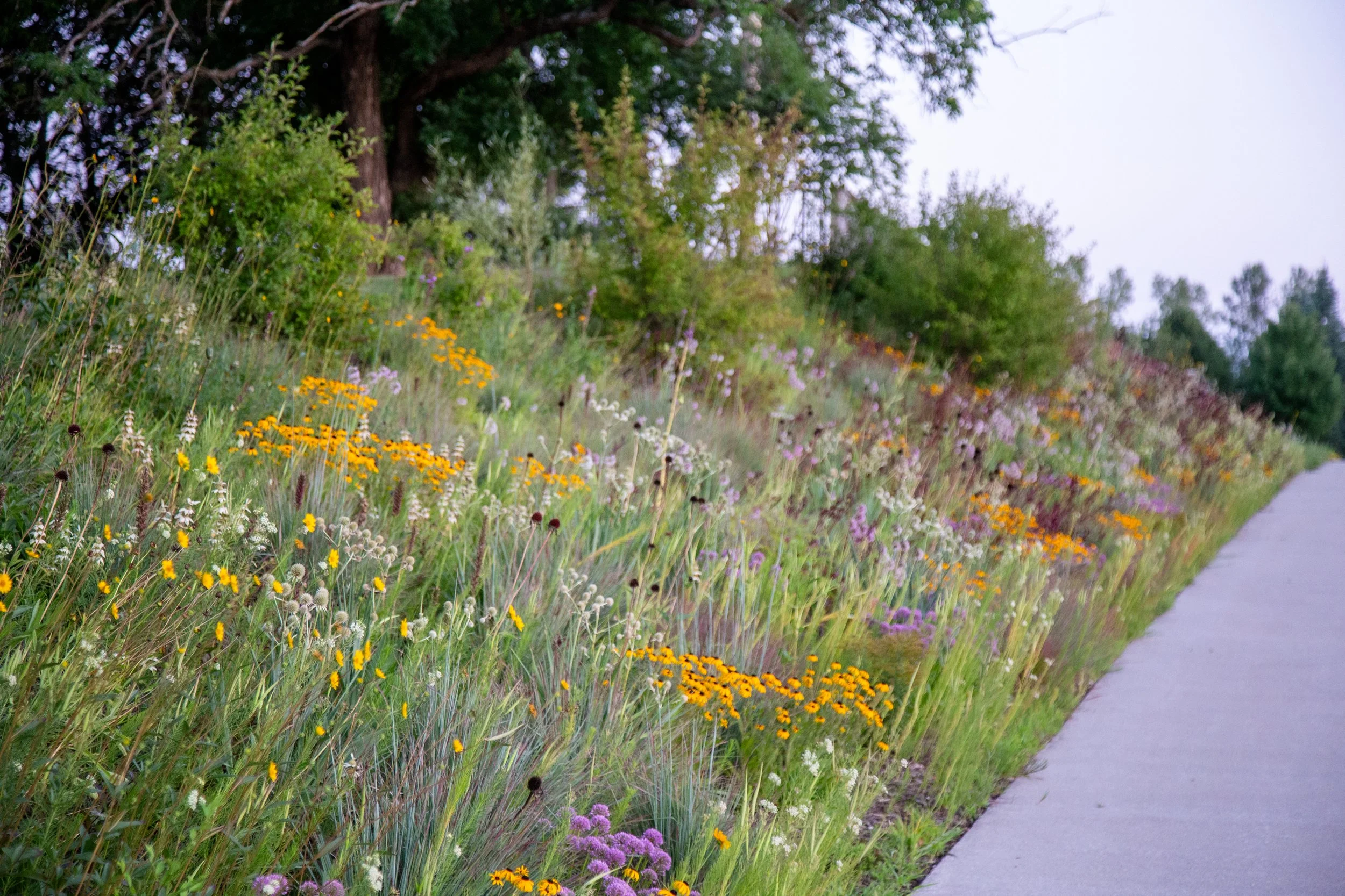 Roadside Meadow — Kelly D. Norris
